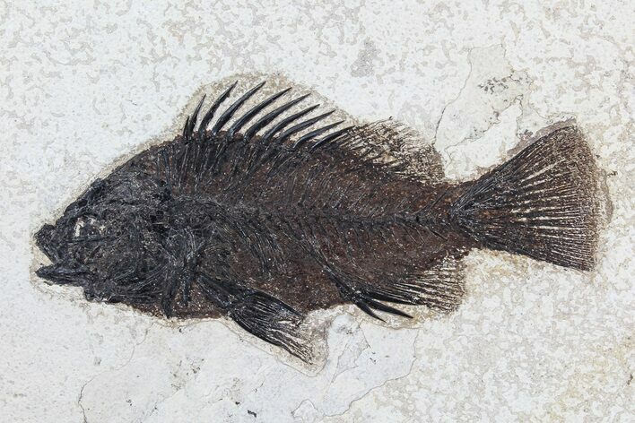 Exceptional, Priscacara Fossil Fish - Wyoming #77775
